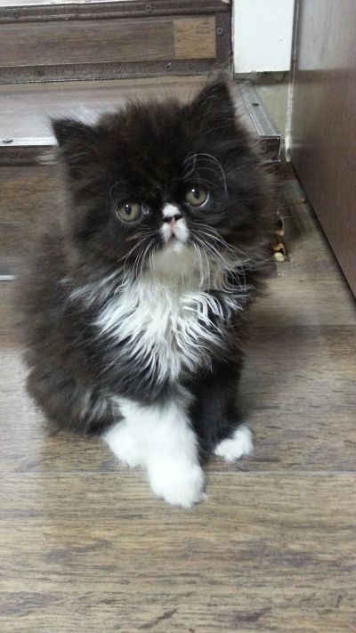 Лот: 16292140. Фото: 1. Кошечка Перс. Кошки, котята