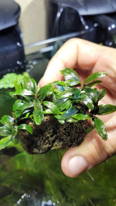 Лот: 18823779. Фото: 1. Busephalandra sp. Kualakuayan-1. Водные растения