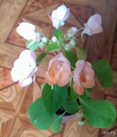 Лот: 9228272. Фото: 1. Бальзамин Impatiens Fusion Peach... Горшечные растения и комнатные цветы