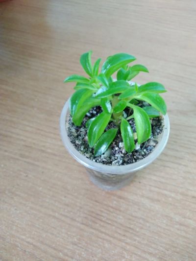 Лот: 15860174. Фото: 1. Peperomia dolabriformis (пеперомия... Горшечные растения и комнатные цветы