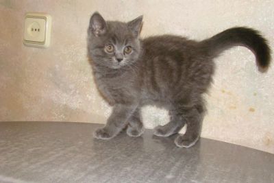 Лот: 5023261. Фото: 1. Котенок британский короткошёрстный... Кошки, котята