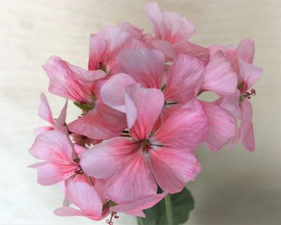 Лот: 18080129. Фото: 1. Герань розовая. Горшечные растения и комнатные цветы