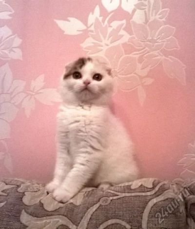 Лот: 3445066. Фото: 1. Шотландские котята Питомник "Мурлыка... Кошки, котята