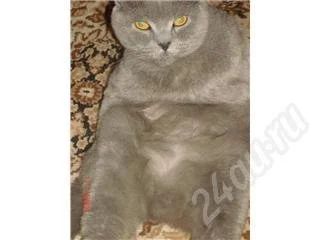 Лот: 213130. Фото: 1. Продам кота Британца. Остальные животные
