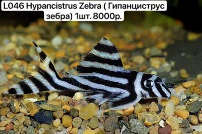 Лот: 23279808. Фото: 1. Продам часть коллекции L-сомов. Рыбки