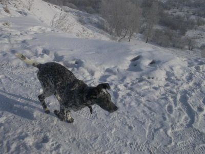 Лот: 2902381. Фото: 1. Собака. Собаки, щенки