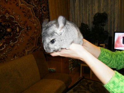 Лот: 6485776. Фото: 1. Шиншилла. Остальные животные