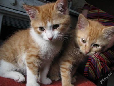 Лот: 1276177. Фото: 1. Котята ищут хозяев (Остался только... Кошки, котята