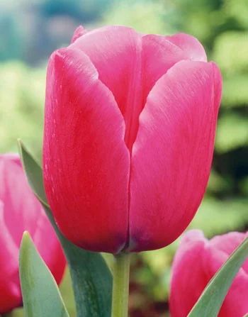 Лот: 10674319. Фото: 1. Тюльпаны оптом, сорт Jumbo Pink... Горшечные растения и комнатные цветы