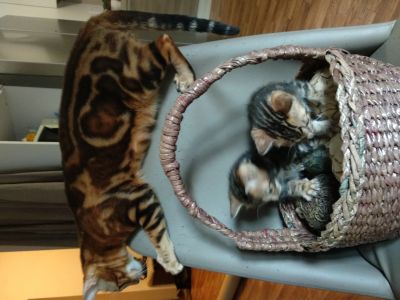 Лот: 13043632. Фото: 1. Бенгальские котята. Кошки, котята