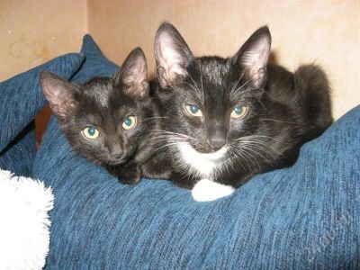 Лот: 270690. Фото: 1. Подарю белопузого котика:). Остальные животные