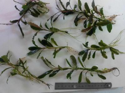 Лот: 8796339. Фото: 1. Буцефаландра Bucephalandra. Водные растения