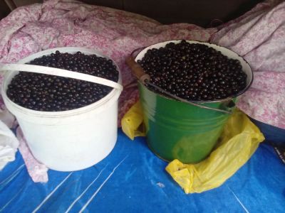 Лот: 5946733. Фото: 1. смородина черная можно сегодня. Ягоды, орехи