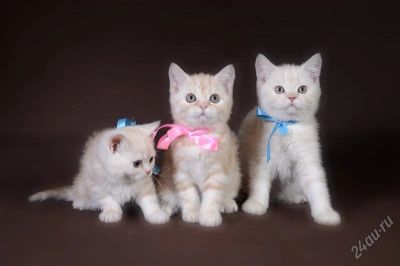 Лот: 2619949. Фото: 1. Британские котята редкого окраса... Кошки, котята