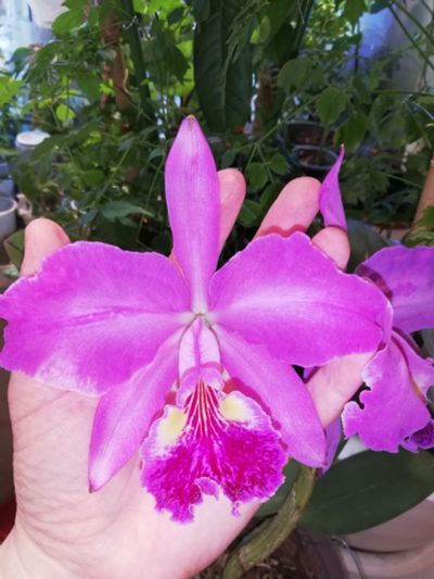 Лот: 16225893. Фото: 1. Орхидея каттлея lueddemanniana. Горшечные растения и комнатные цветы