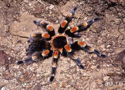 Лот: 9620776. Фото: 1. Паук птицеед Brachypelma smithi... Остальные животные