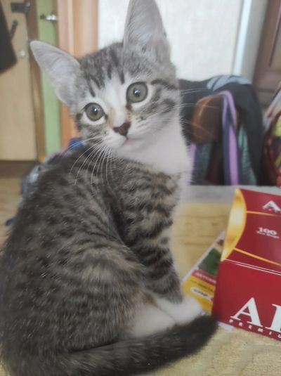 Лот: 21072523. Фото: 1. Отдам котёнка в добрые руки. Кошки, котята