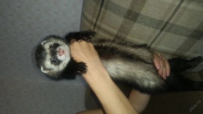 Лот: 5598513. Фото: 1. Хорёк. Остальные животные