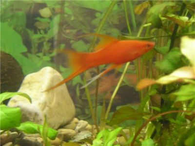 Лот: 3169712. Фото: 1. Подарю рыбок!. Рыбки