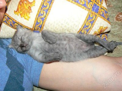 Лот: 662353. Фото: 1. Милый котёночек. Остальные животные