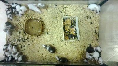 Лот: 1969964. Фото: 1. Мыши японцы, белые своего разведения... Остальные животные