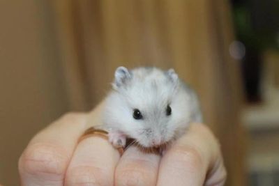 Лот: 13388262. Фото: 1. жемчужный джунгарский хомяк. Остальные животные