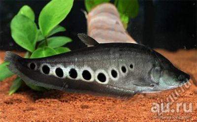 Лот: 16204427. Фото: 1. Индийский глазчатый нож (Chitala... Рыбки