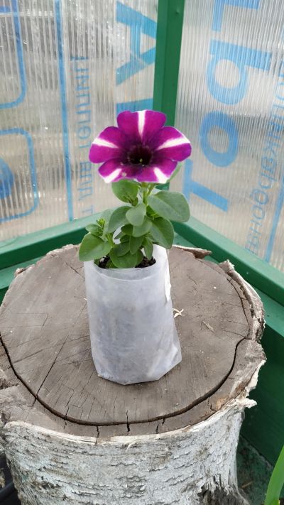 Лот: 15918554. Фото: 1. Петуния Crazytunia Blackberry... Садовые цветы
