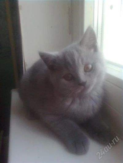 Лот: 751295. Фото: 1. Шотландский прямоухий котенок. Остальные животные