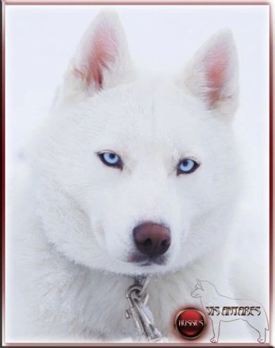 Лот: 3863259. Фото: 1. Сибирский Хаски. Взрослая сука... Собаки, щенки