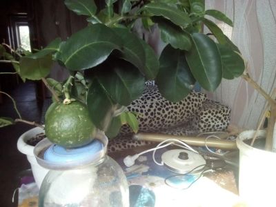 Лот: 11664873. Фото: 1. Памело - цитрус, лимон, привитый... Горшечные растения и комнатные цветы
