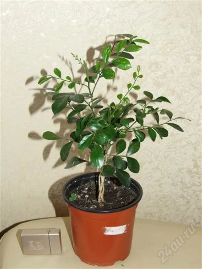 Лот: 1396618. Фото: 1. Муррайя - переплетены 3 ствола. Горшечные растения и комнатные цветы