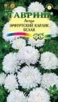 Лот: 11024636. Фото: 1. Астра Эрф. карлик Белая 0,3 г. Садовые цветы