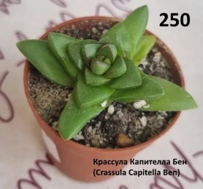 Лот: 18440452. Фото: 1. Крассула Капителла Бен (Crassula... Горшечные растения и комнатные цветы