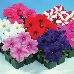 Лот: 6709302. Фото: 1. Петуния крупноцветковая (Petunia... Другое (семена, рассада, садовые растения)