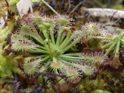 Лот: 7974467. Фото: 1. Росянка (детка) ! только до конца... Горшечные растения и комнатные цветы