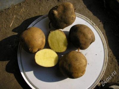 Лот: 1820407. Фото: 1. Картофель домашний (Минусинск). Картофель