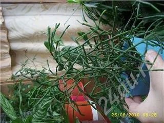 Лот: 484966. Фото: 1. хатиора. Горшечные растения и комнатные цветы