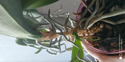 Лот: 13535627. Фото: 1. Орхидея. Горшечные растения и комнатные цветы