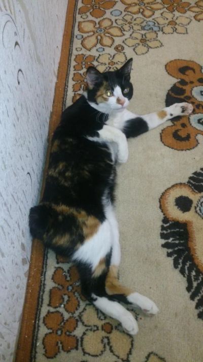 Лот: 7172460. Фото: 1. Ищем невесту. Кошки, котята