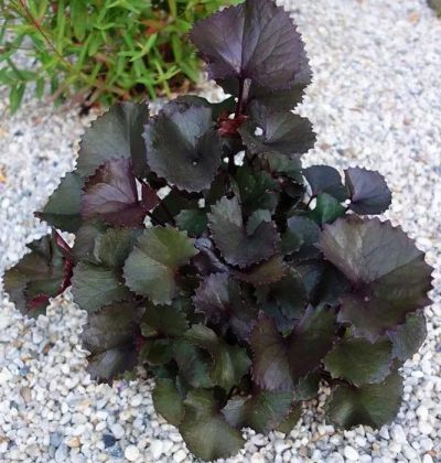 Лот: 25439901. Фото: 1. Бузульник зубчатый “Пандора” Ligularia... Садовые цветы
