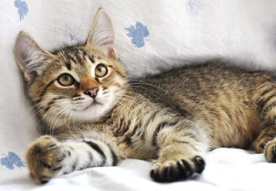 Лот: 3760882. Фото: 1. Котенок-дикаренок (5месяцев). Кошки, котята