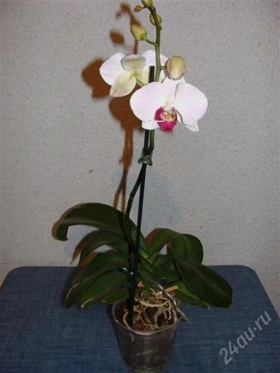 Лот: 1288827. Фото: 1. орхидея фаленопсис сиреневый. Горшечные растения и комнатные цветы