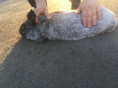 Лот: 12203454. Фото: 1. Кролик большое советское серебро. Остальные животные