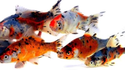 Лот: 9123052. Фото: 1. Золотая рыбка «Шубункин» (Carassius... Рыбки