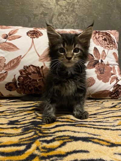 Лот: 17938738. Фото: 1. Мейн кун. Кошки, котята