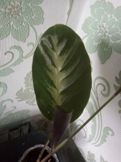 Лот: 19347370. Фото: 1. Калатея Calathea louisae cv... Горшечные растения и комнатные цветы