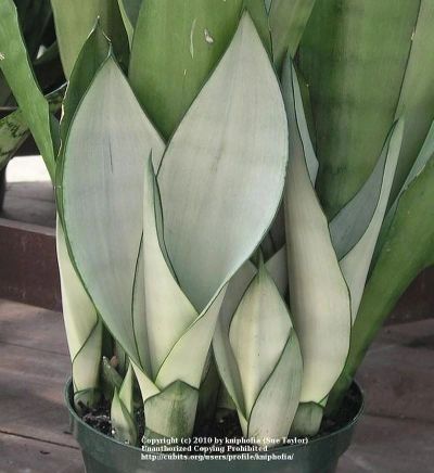 Лот: 9832512. Фото: 1. Сансевиерия "Муншайн" (Sansevieria... Горшечные растения и комнатные цветы