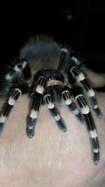 Лот: 5945642. Фото: 1. Паук птицеед Acanthoscurria geniculata. Остальные животные