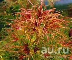 Лот: 15180535. Фото: 1. Наяс Рорайма (Najas sp. Roraima... Водные растения